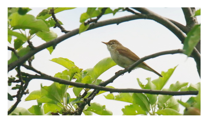 Rousserolle des buissons 