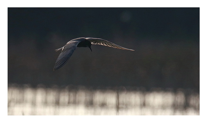 Black Tern 