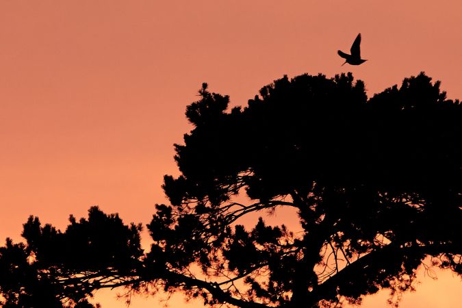 Waldschnepfe  - Teresa Mariusz Blank