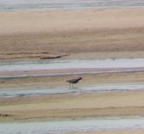 Dunkler Wasserläufer  - Monika Żochowska