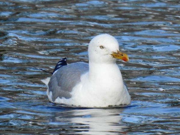 Mittelmeermöwe  - Jarosław Słowikowski