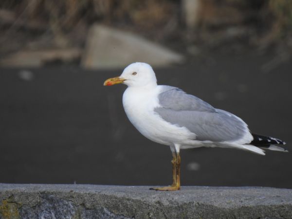 Goéland leucophée  - Jarosław Słowikowski