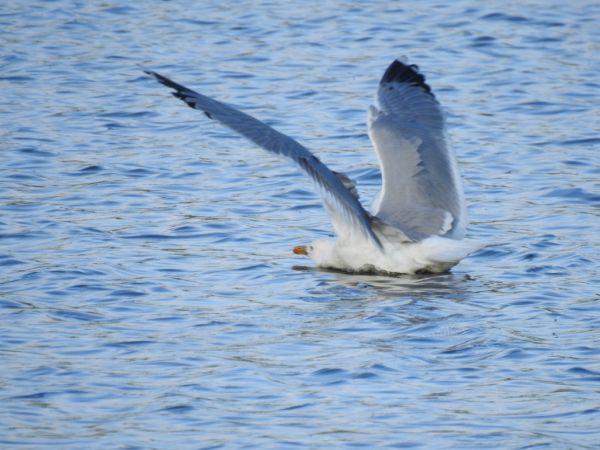 mewa romańska  - Jarosław Słowikowski