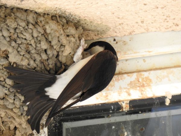 Mehlschwalbe  - Jarosław Słowikowski