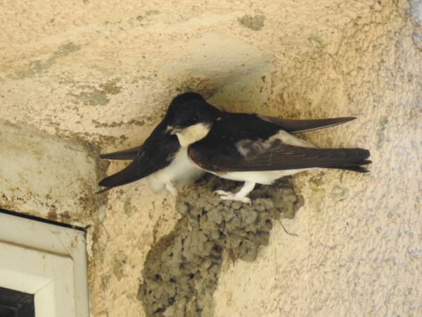 Mehlschwalbe 