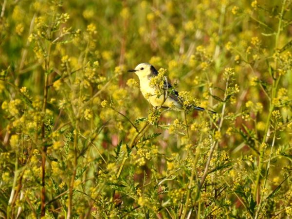 Bergeronnette citrine 