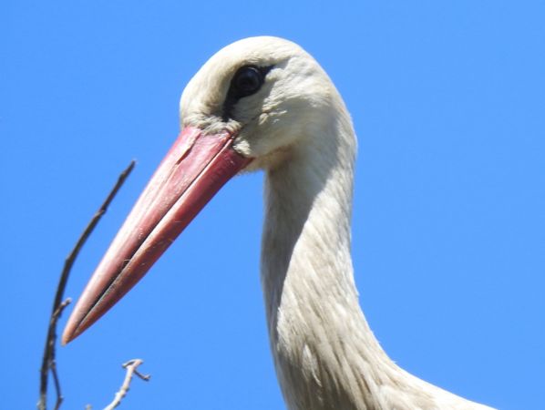 bocian biały  - Jarosław Słowikowski