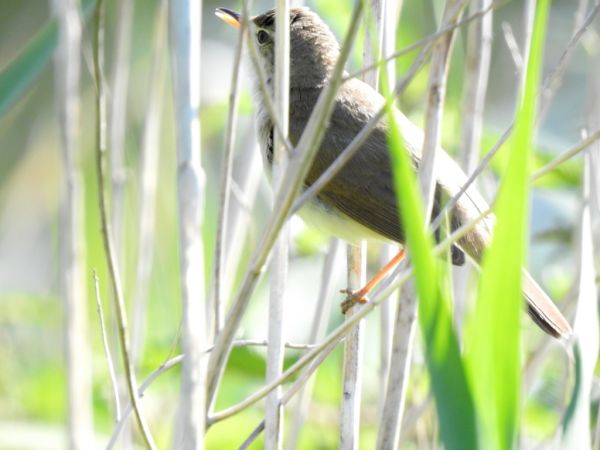 Rousserolle des buissons  - Jarosław Słowikowski
