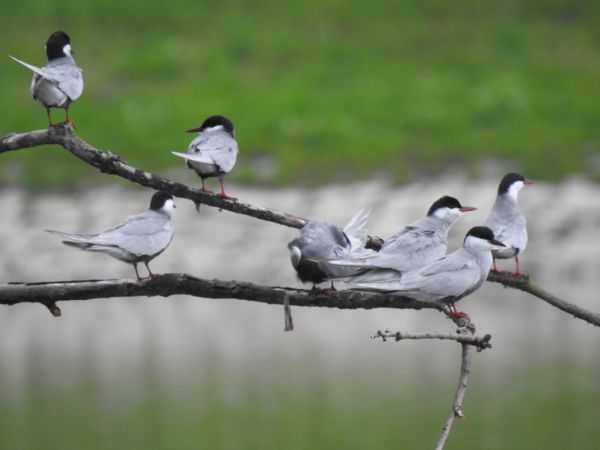 Guifette moustac  - Jarosław Słowikowski