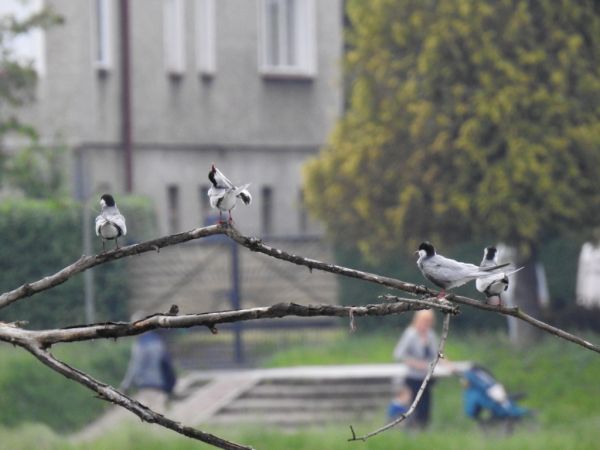 Guifette moustac  - Jarosław Słowikowski