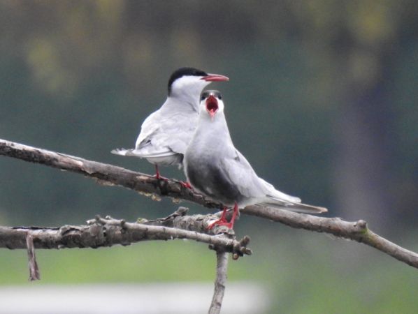 Guifette moustac  - Jarosław Słowikowski