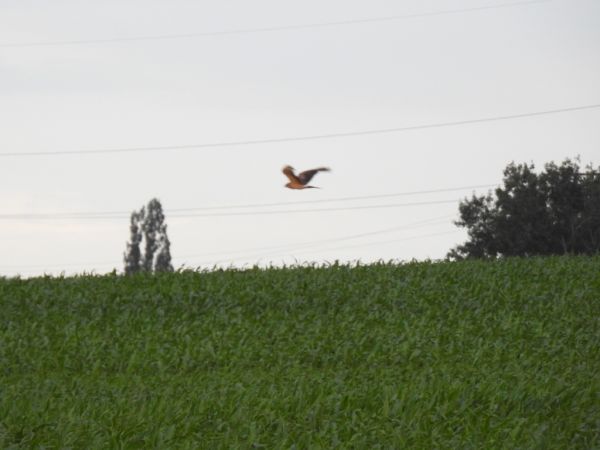 błotniak łąkowy  - Jarosław Słowikowski