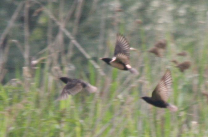 Rosenstar  - Krystian Jainta