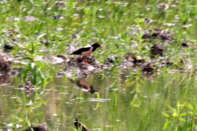 Étourneau roselin  - Krystian Jainta