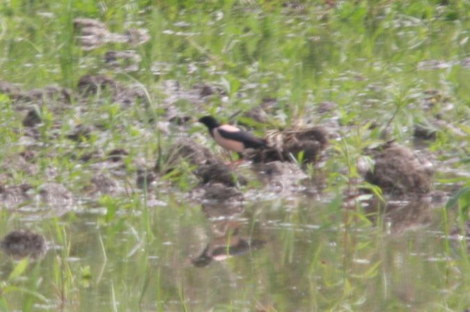 Étourneau roselin  - Krystian Jainta