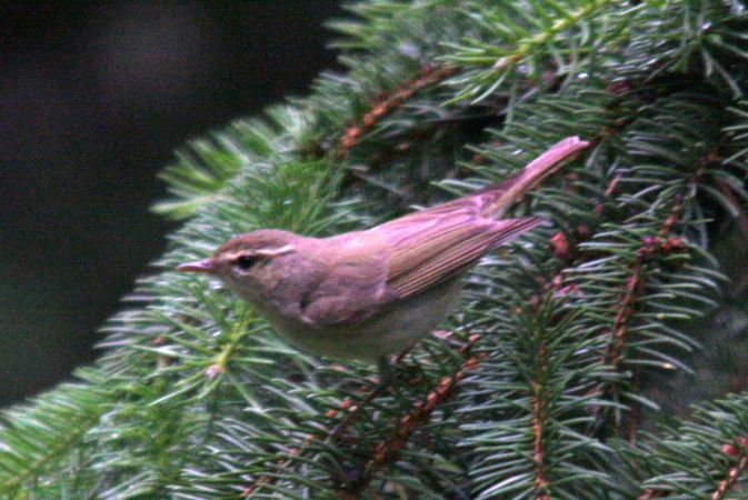 wójcik  - Krystian Jainta