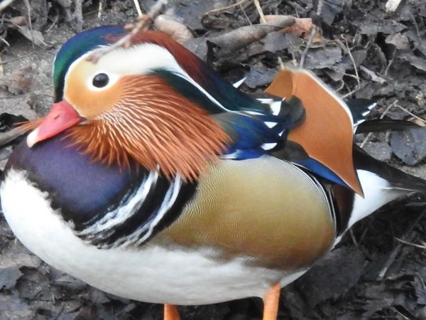 mandarynka  - Andrzej Lipiński