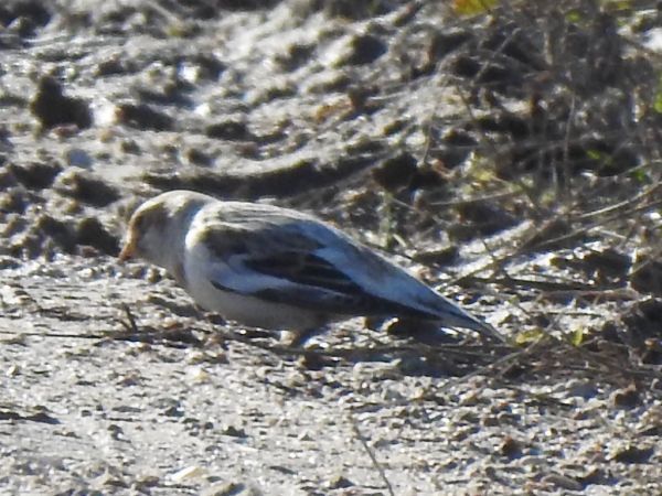 śnieguła  - Andrzej Lipiński