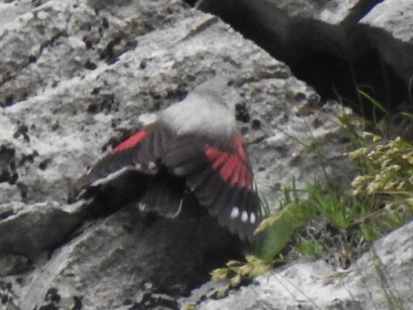 Tichodrome échelette  - Andrzej Lipiński
