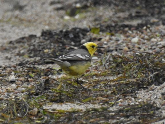 Zitronenstelze  - Teresa Jędrzejczak