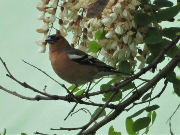 Buchfink  - Maria Madej