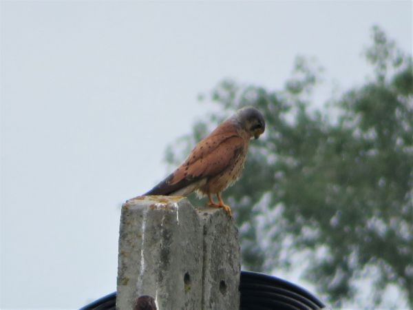 Turmfalke  - Maria Madej