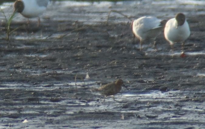 biegus krzywodzioby  - Jarosław Mydlak