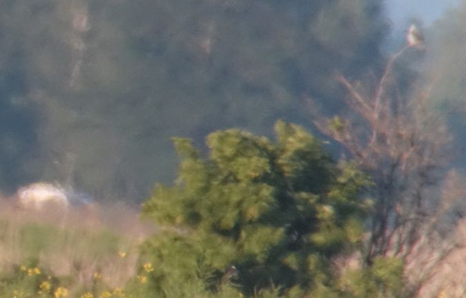 Élanion blanc  - Jarosław Mydlak