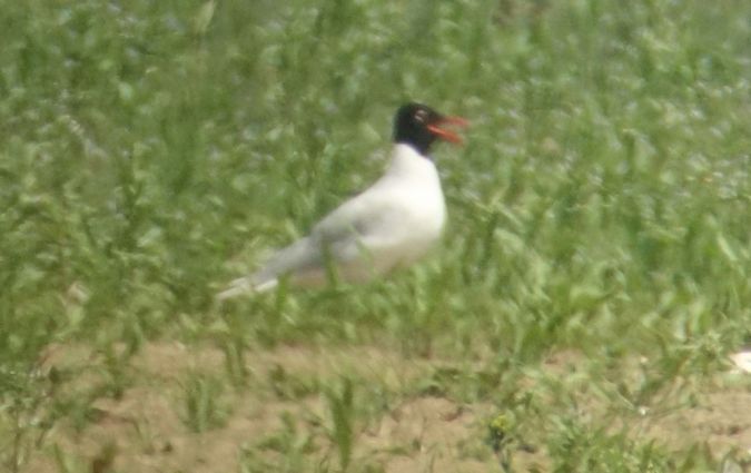 mewa czarnogłowa  - Jarosław Mydlak