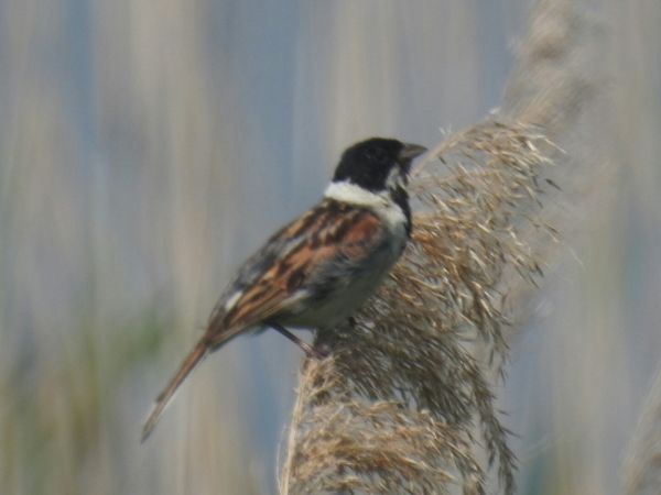 potrzos  - Piotr Olszewski