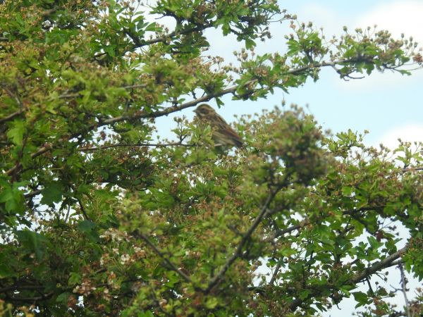 Bruant des roseaux  - Piotr Olszewski