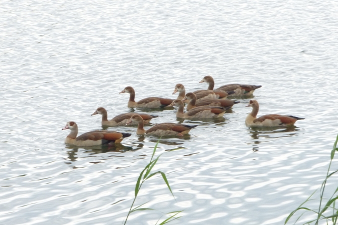gęsiówka egipska  - Mirosław Nowicki
