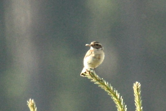 Braunkehlchen  - Henryk Piernikarczyk