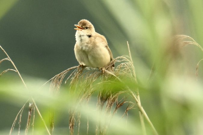 Common Reed Warbler  - Henryk Piernikarczyk
