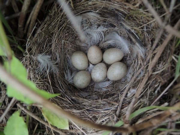 Schafstelze  - Grzegorz Grygoruk