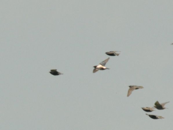 Étourneau roselin  - Łukasz Krajewski