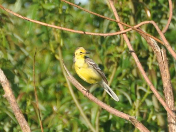 Bergeronnette citrine  - Łukasz Krajewski