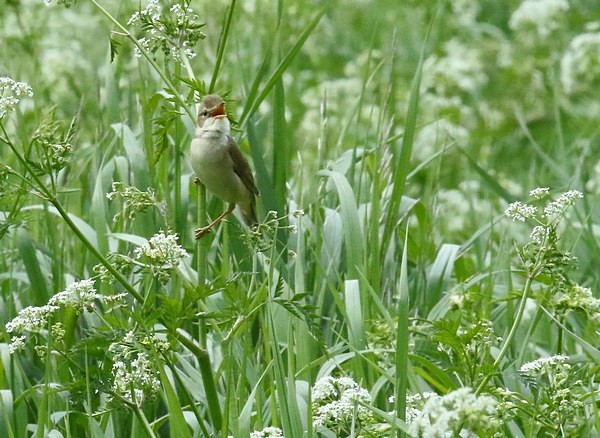 Sumpfrohrsänger  - Hanna Pomorska