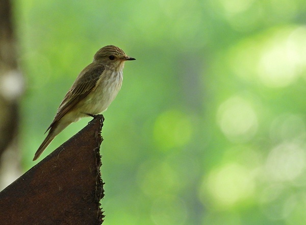Spotted Flycatcher  - Hanna Pomorska