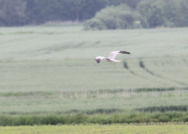 Wiesenweihe  - Rafał Walczybok