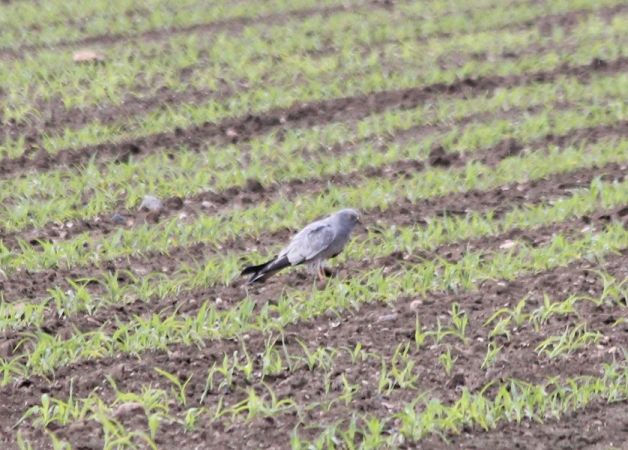 Busard cendré  - Rafał Walczybok