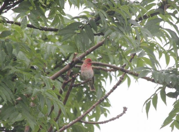 dziwonia  - Rafał Walczybok