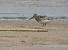 Broad-billed Sandpiper  - Sławomir Ligęza