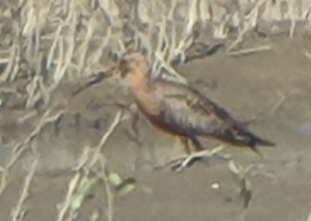 Bar-tailed Godwit  - Michał Kucharski