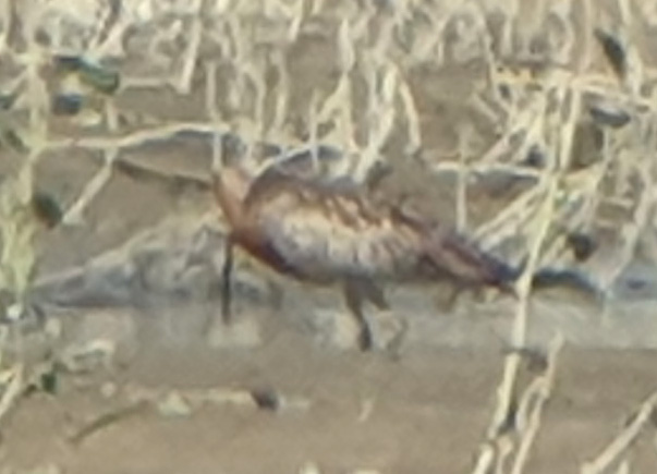 Bar-tailed Godwit  - Michał Kucharski