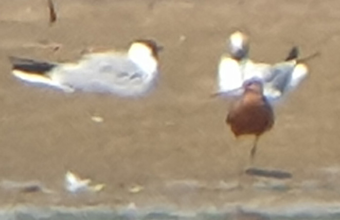 Bar-tailed Godwit  - Michał Kucharski