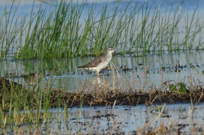 Teichwasserläufer  - Marek Trymerski