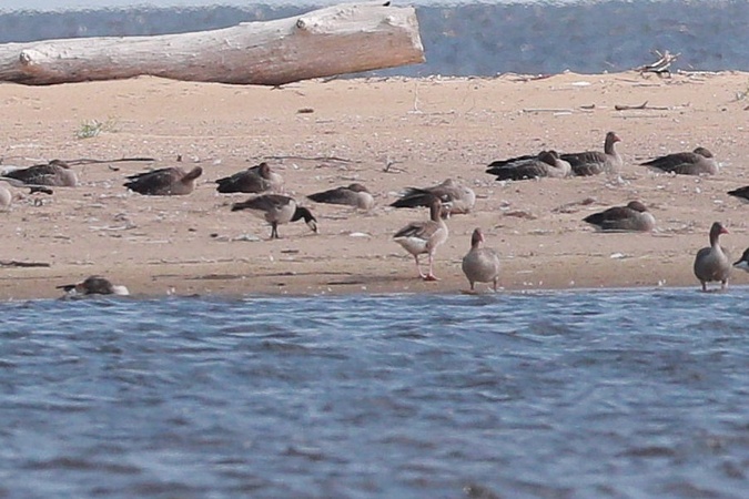 Weisswangengans  - Stanisław Turowski
