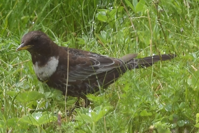 drozd obrożny  - Daniel Stasiowski