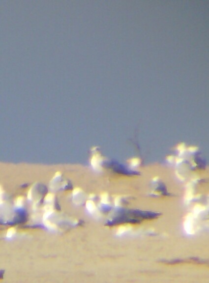 Pallas's Gull  - Andrzej Szuksztul